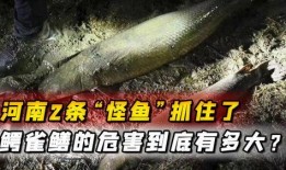 鳄雀鳝最新爆料图片,最新爆料图片曝光！